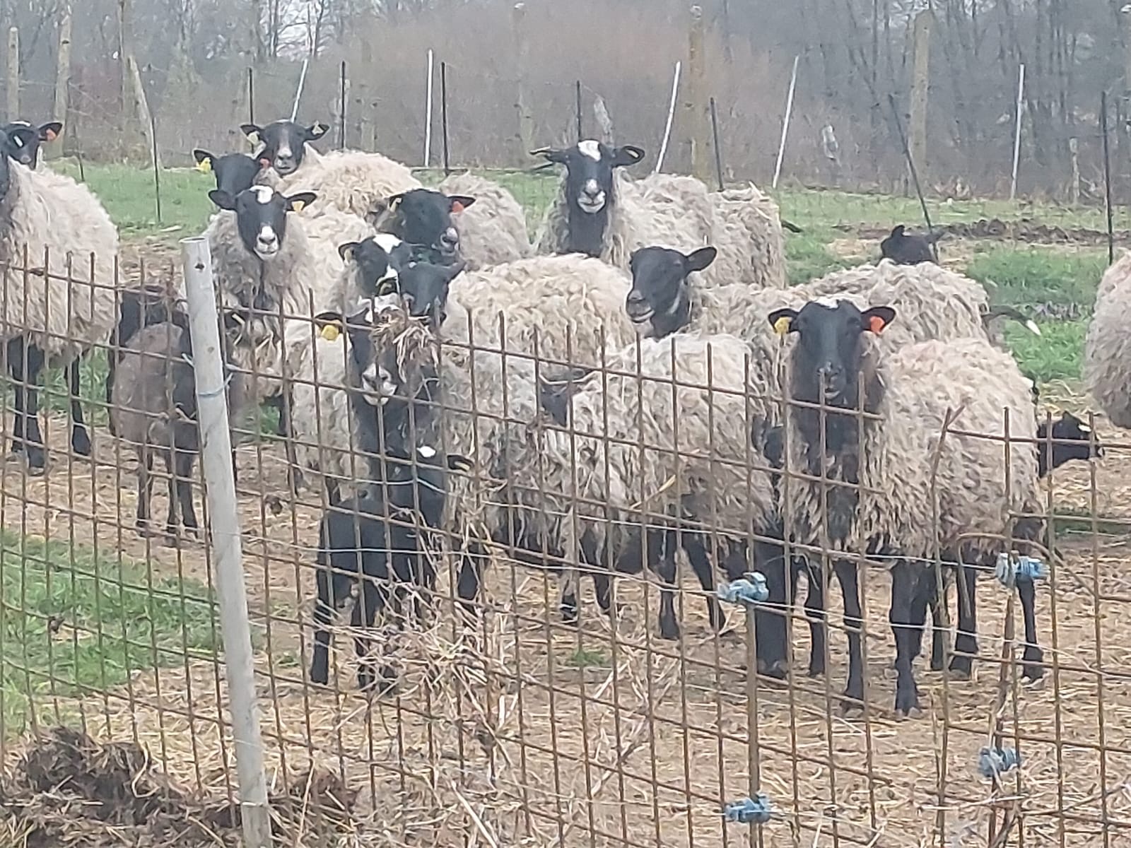 Fotografija s farme
