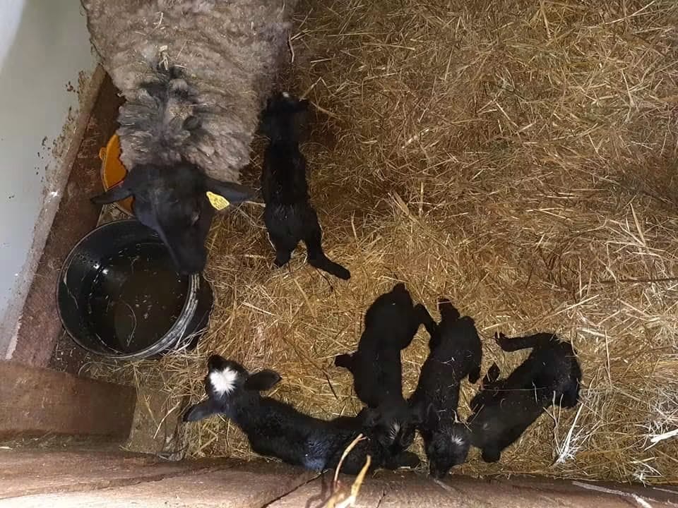 Fotografija s farme