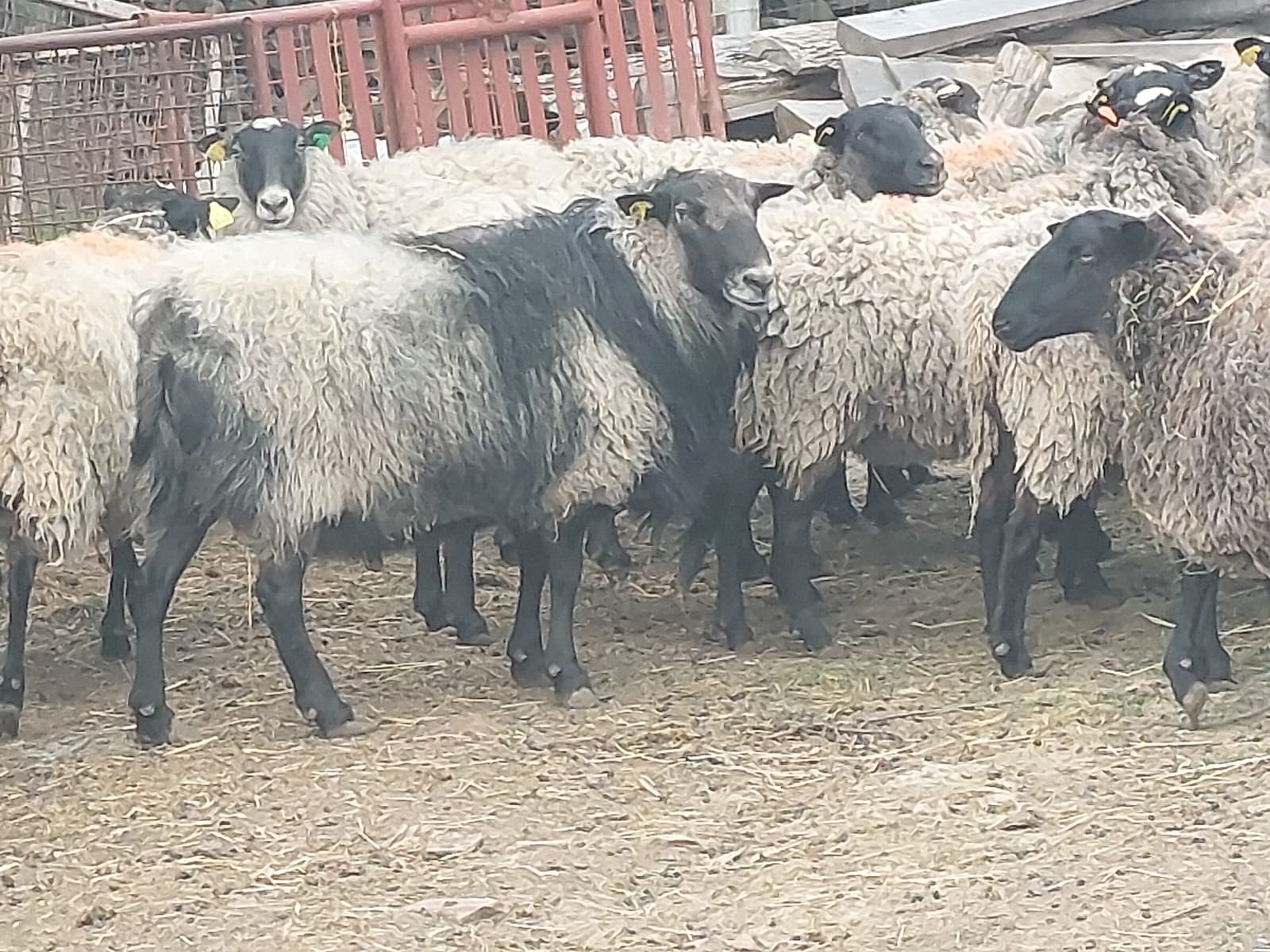 Fotografija s farme